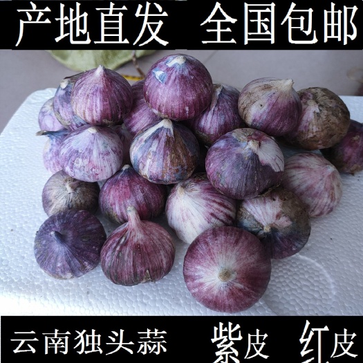 紅蒜2023年成熟云南大理紫皮獨頭蒜紅皮紫皮干蒜批發(fā)整車代辦