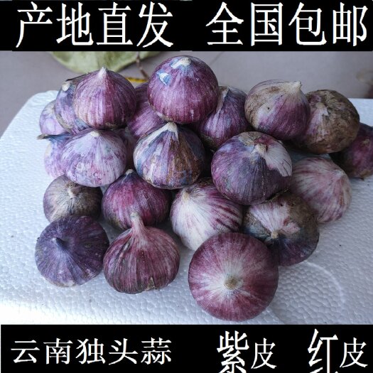 弥渡县红蒜2023年成熟云南大理紫皮独头蒜红皮紫皮干蒜批发整车代办