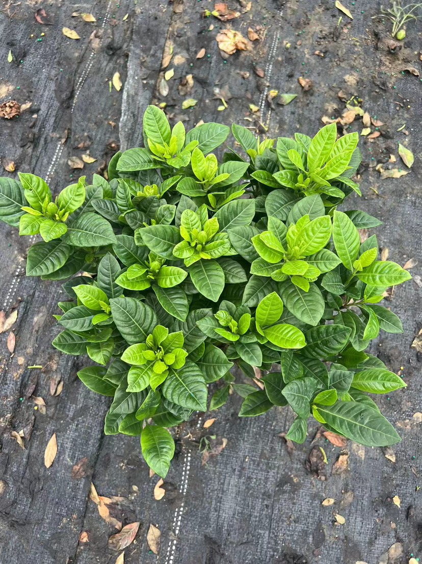 广州反季节160小叶栀子花