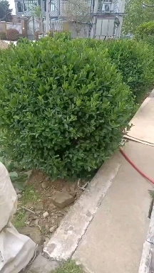 沭阳县各种规格冬青球卫茅球女贞球黄杨球，