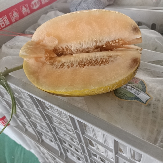 莘县黄金蜜瓜脆甜可口