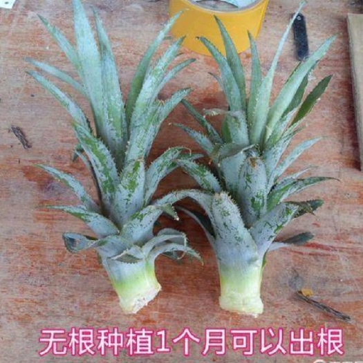  四季都可供应新鲜菠萝苗 地菠萝苗新鲜 无根系 菠萝苗