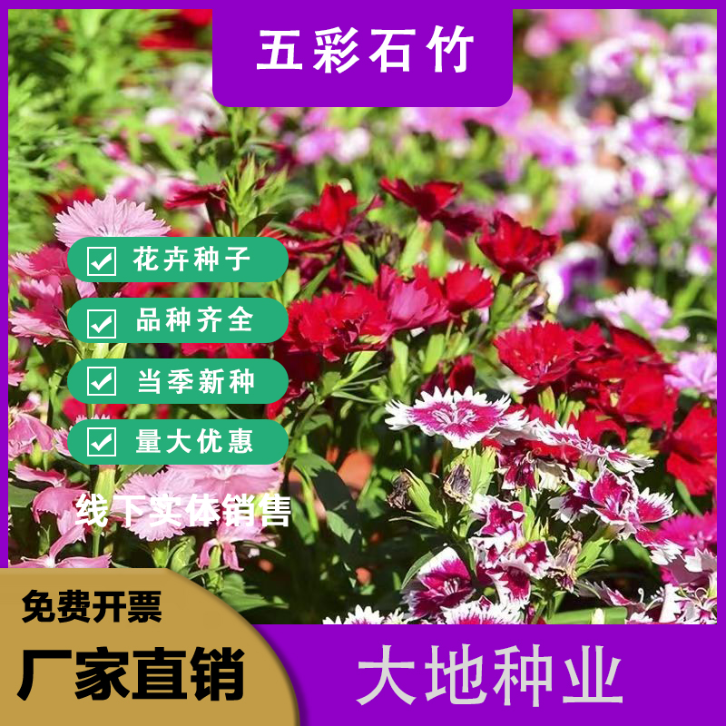 灌云县耐寒多年生五彩石竹花种子四季易种室外阳台景观美国石竹花种籽