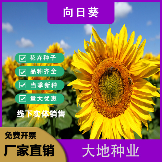 灌云县向日葵种子，高杆食用瓜子阳台盆栽玩具熊多头向日葵油葵花种子