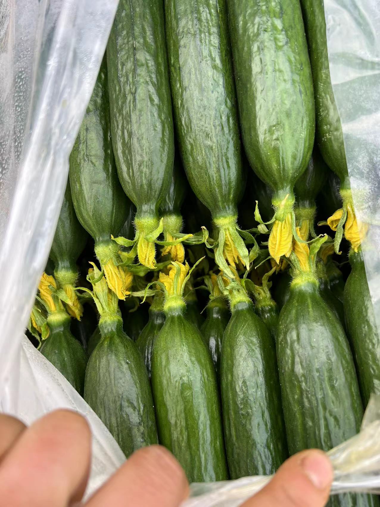 水果黄瓜荷兰小黄瓜小乳瓜现摘现发 承接社团整车配货 一件代发