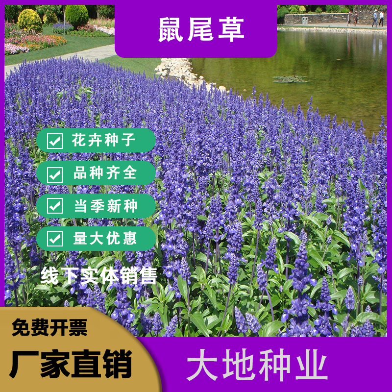 灌云县蓝花鼠尾草花种子四季播种多年生宿根景观花卉一串蓝一串红种子