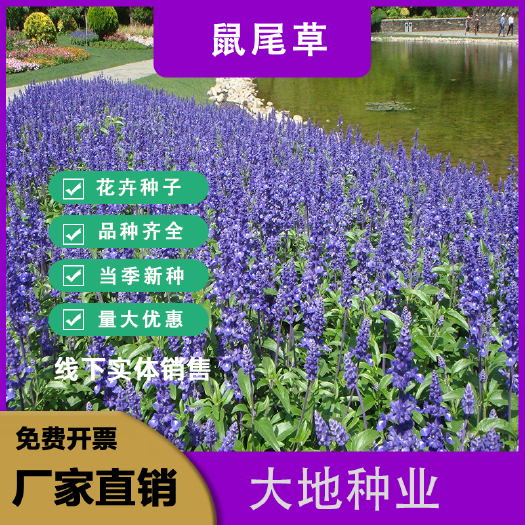 蓝花鼠尾草花种子四季播种多年生宿根景观花卉一串蓝一串红种子