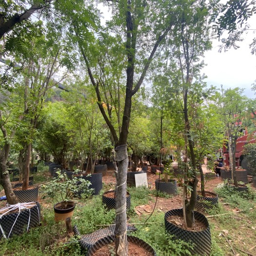 清香木1～40公分粗