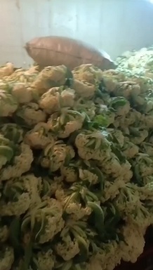 屏南县福建高山松花菜