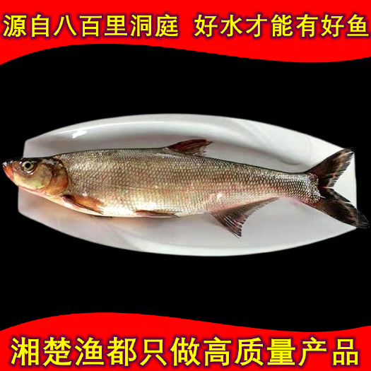 华容县速冻冰鲜翘嘴鲌/刁子鱼/大白刁/翘嘴鱼