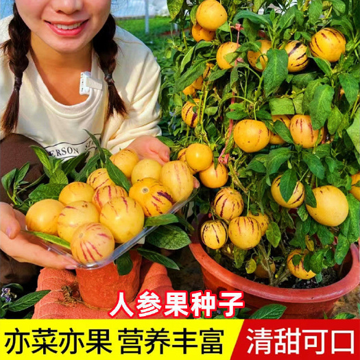 四季人参果种子奶香大果圆形黄肉黄皮紫纹农田菜园基地水果种子