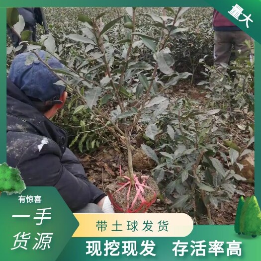 茶树苗，茶苗