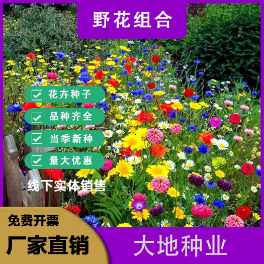 多年生野花组合种子花海庭院绿化四季开花耐寒耐热新手易活种花