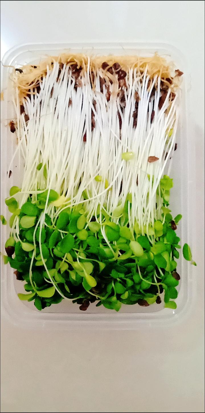 香椿苗新鲜可口，营养价值高