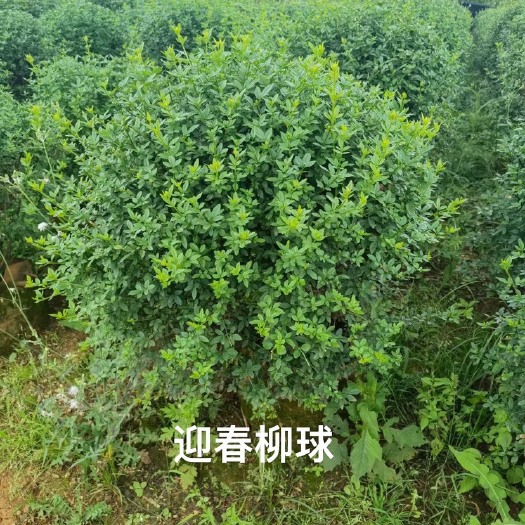 昆明迎春球出售云南素馨