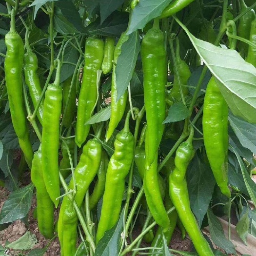 昌乐县当地大量各种辣椒，甜椒，圆椒，龙椒，大果，小果，线椒等