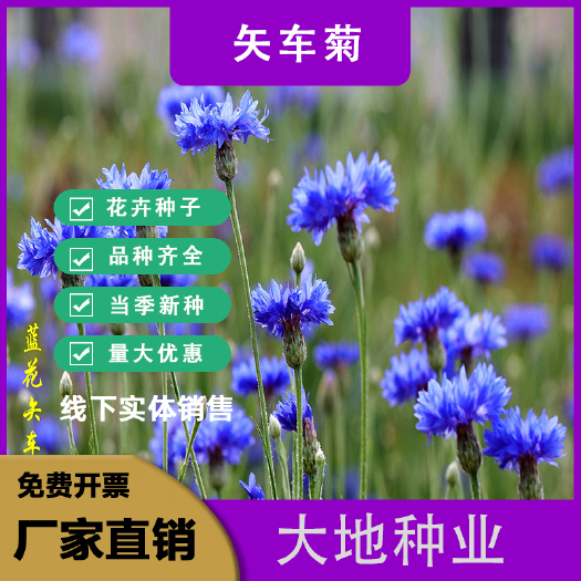 灌云县矢车菊种子，矢车菊花卉种子混色单色花海景观庭院绿化易活易活