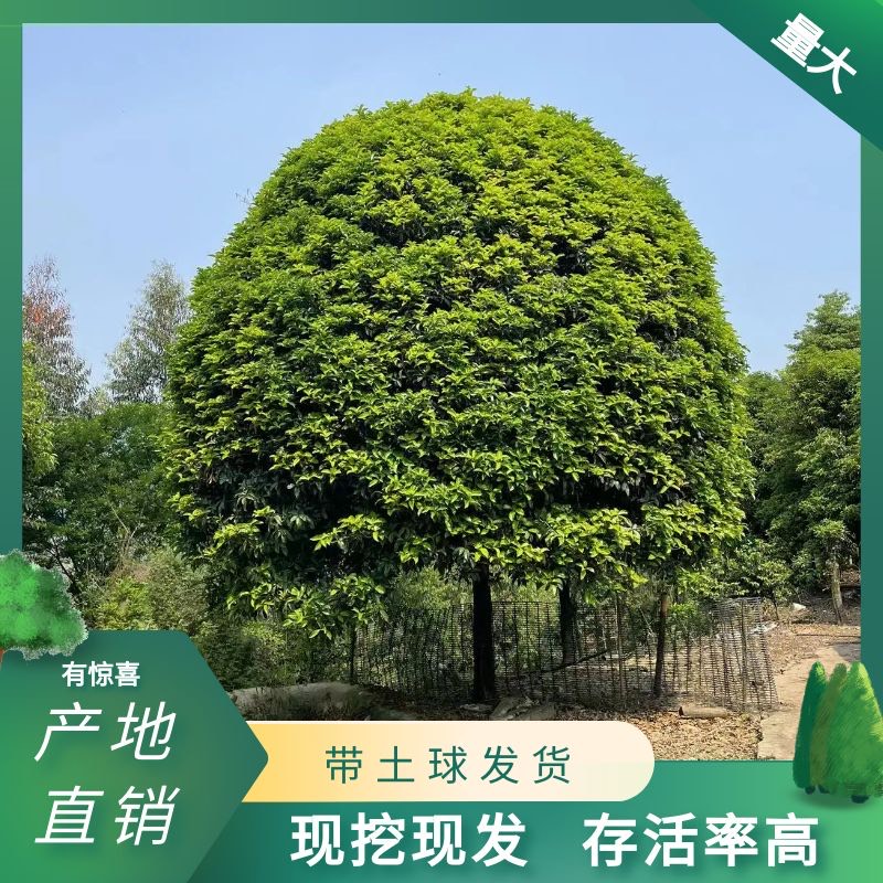 15公分桂花树 桂花