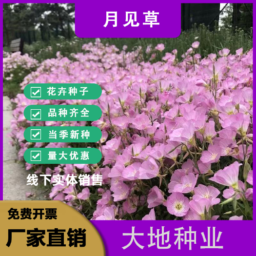 灌云县美丽月见草花种子多年生耐寒花种籽子四季种开花不断阳台盆栽室外