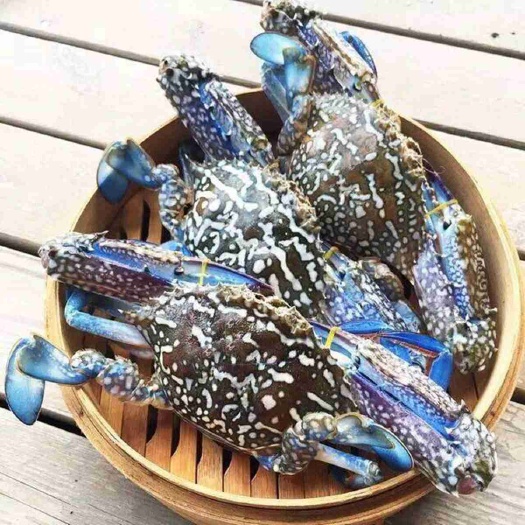 海捕兰花蟹梭子蟹鲜活冷冻蓝花蟹大螃蟹新鲜黄膏蟹海鲜批发