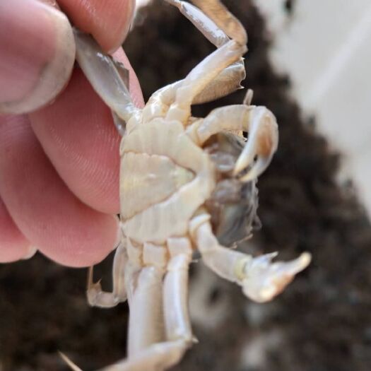 启东市螃蟹 可以代发货 一件发货
 拼多多 美团   多多