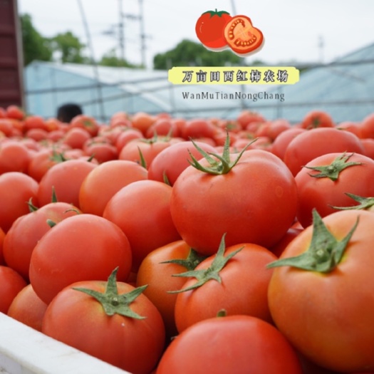 龙港自己大农场现摘现发