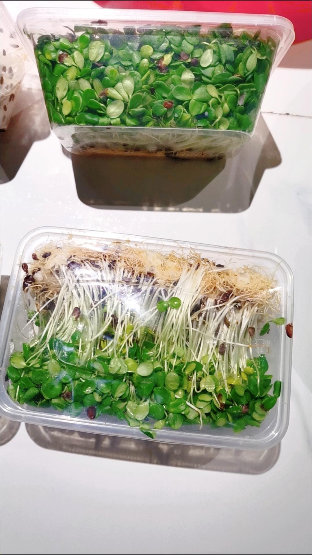 香椿苗新鲜可口，营养价值高