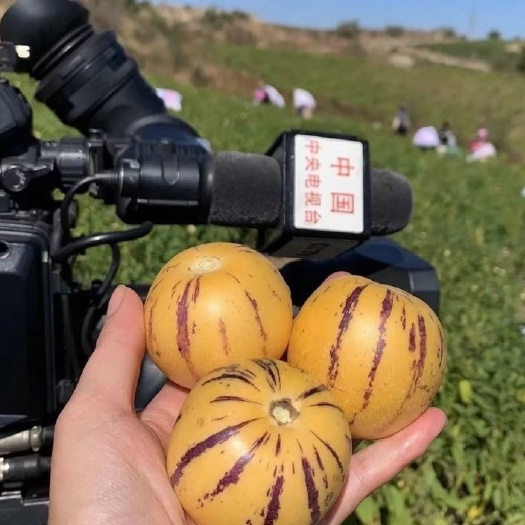 陆良县人参果