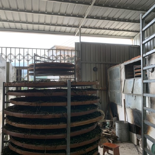 饶平县专注单丛加工茶叶#乌龙茶