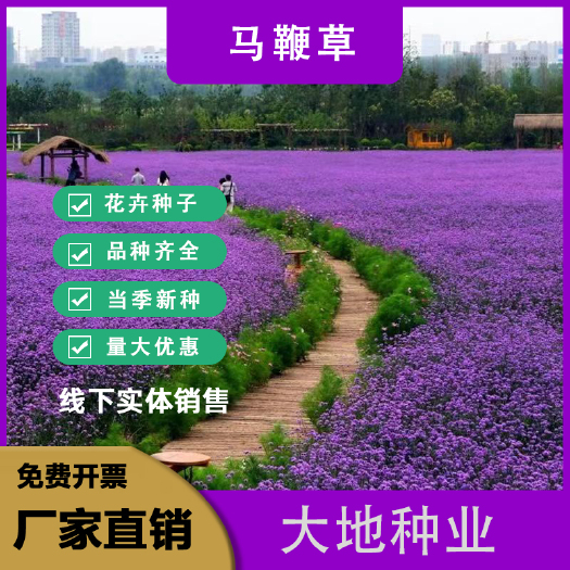 灌云县柳叶马鞭草种子多年生宿根草花花种子花海庭院绿化观花种籽