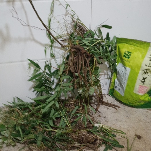 六安地榆