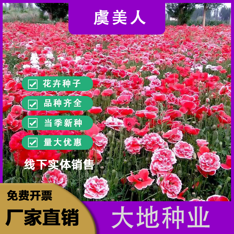 灌云县虞美人种子，虞美人花种子庭院景观绿化花卉种子耐热耐旱花卉种