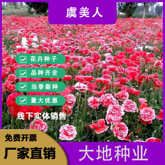虞美人种子，虞美人花种子庭院景观绿化花卉种子耐热耐旱花卉种