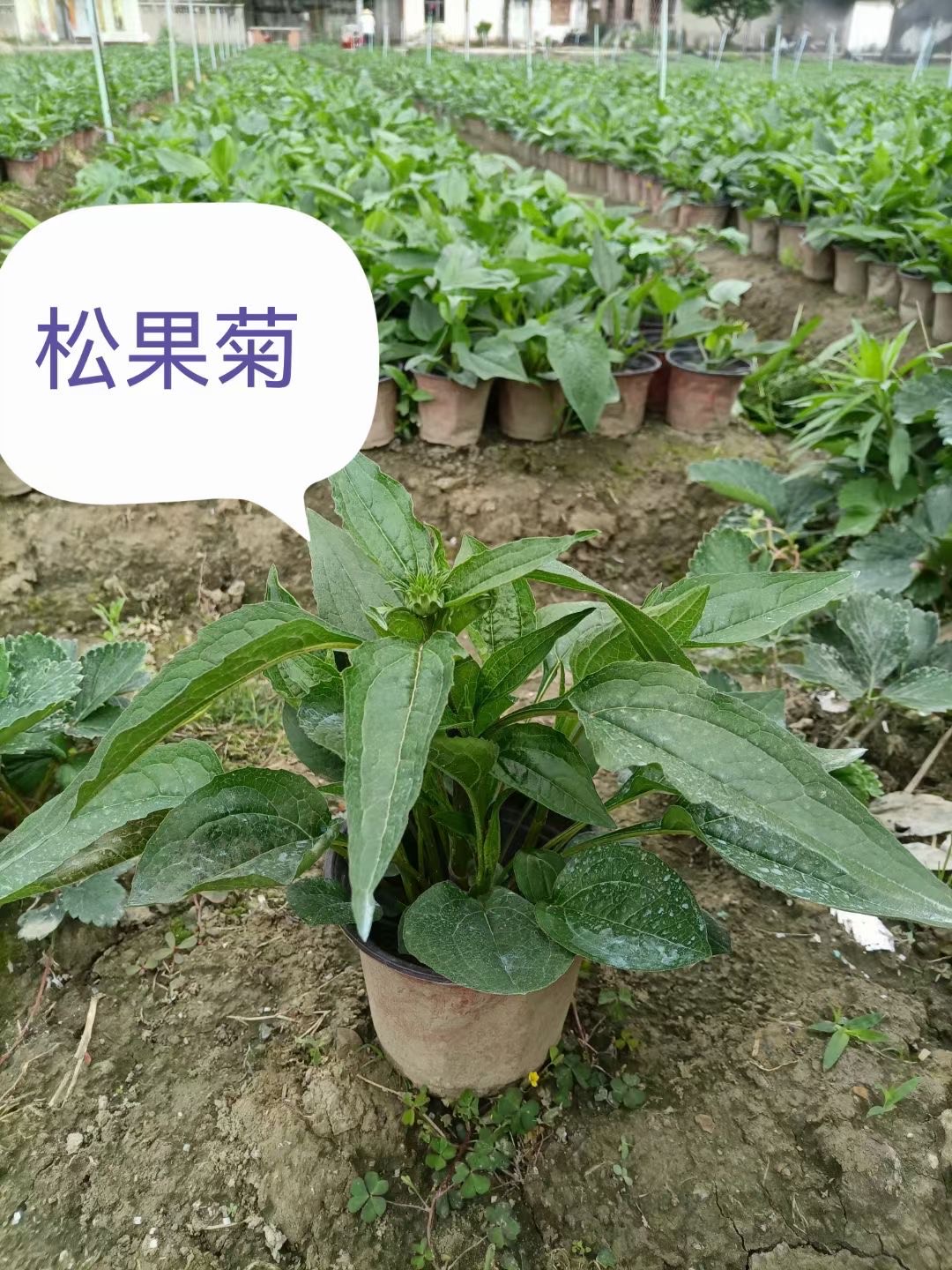 松果菊，成都基地苗圃批发