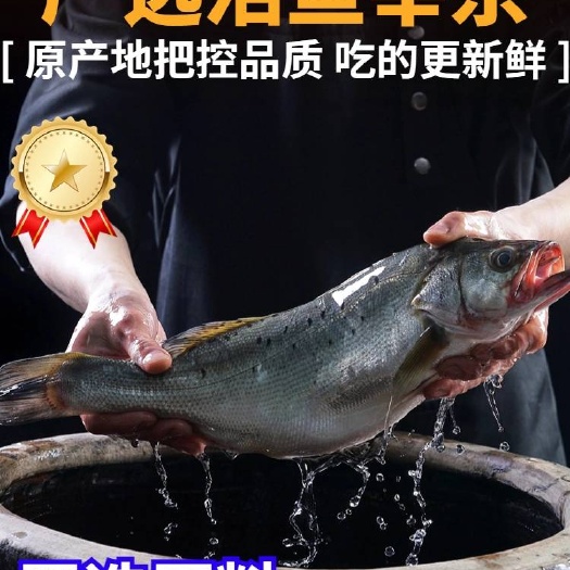 华容县速冻调味鲈鱼/淡水鲈鱼/加州鲈鱼/臭鲈鱼
