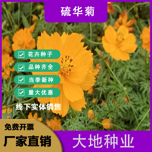 硫化菊种子，硫华菊四季易活花种子开花室外黄秋英花种籽子