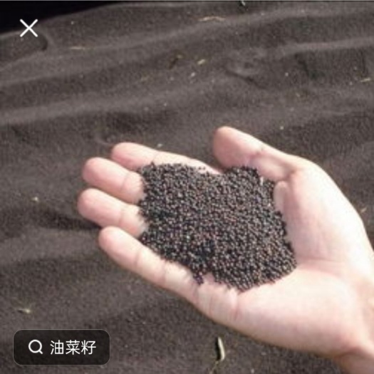 安岳县菜仔