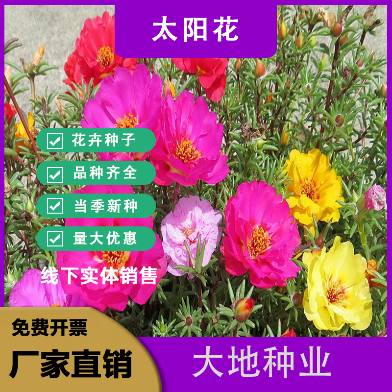灌云县重瓣太阳花种子，阳台盆栽室内外庭院花卉易活种孑四季开花易种花
