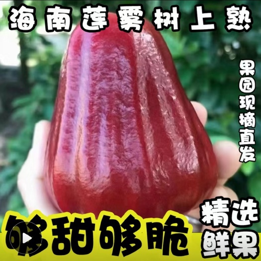【新鲜采摘 24小时内发货】海南莲雾热带新鲜水果仙女果多汁