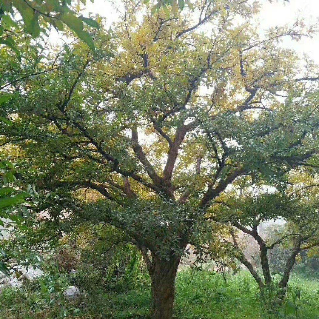 临潼石榴树，有着抗寒耐旱易成活等特点，果大皮薄汁液多