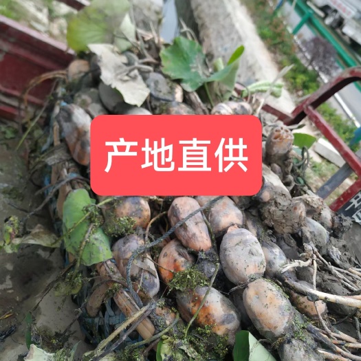 藕种藕苗莲藕种苗