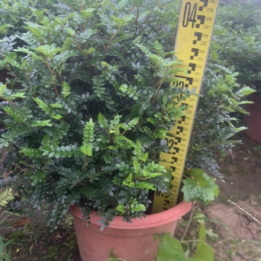 佛山胡椒木