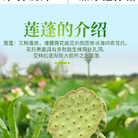 当涂县莲子 白莲子干货 当涂江心手工莲子 量大从优