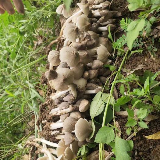广州增城荔枝菌