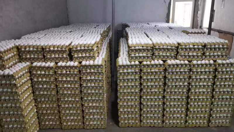 涿州市精品白壳蛋