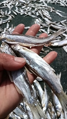 寿县餐子刁子鱼干尖头餐