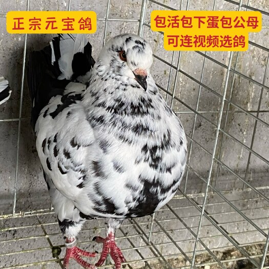 遂平县观赏鸽活体大体纯种元宝鸽种鸽活公母一对雨点雪花三色摩登圆环