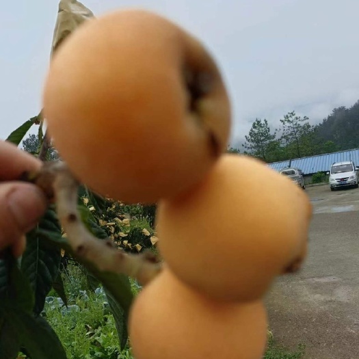 大五星枇杷