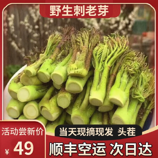 巧家县刺老芽/刺嫩芽山野菜