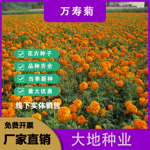 灌云县万寿菊种子，菊花种子，臭芙蓉花种籽景观绿化花海花卉种子批发